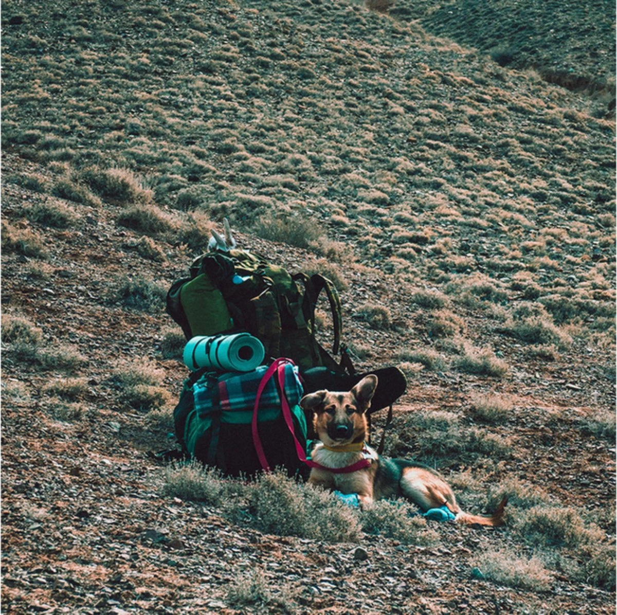 LOWLAND OUTDOOR® Donzen Slaapzak - Super Compact Blanket - 210 X 80 Cm - 590gr +8°C 11 LOWLAND OUTDOOR® Donzen Slaapzak - Super Compact Blanket - 210 X 80 Cm - 590gr +8°C - Afbeelding 11